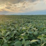 A field of green soybeans. Photo: John Greig