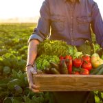 A gardener stands with a box of fresh vegetables in a field. Photo: Getty Images Plus