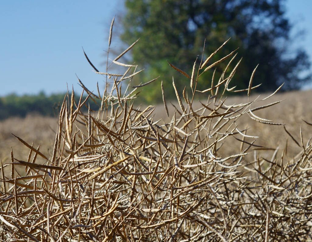 Mature canola pods stand ready for the combine in central Manitoba Sept. 27, 2024.