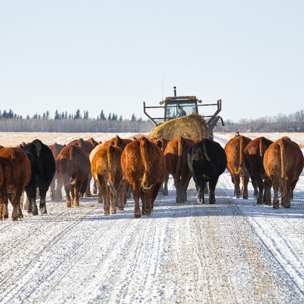 A tractor with a straw bale herding home red and black herd of cattle down a gravel road in a rural winter landscape