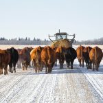 A tractor with a straw bale herding home red and black herd of cattle down a gravel road in a rural winter landscape