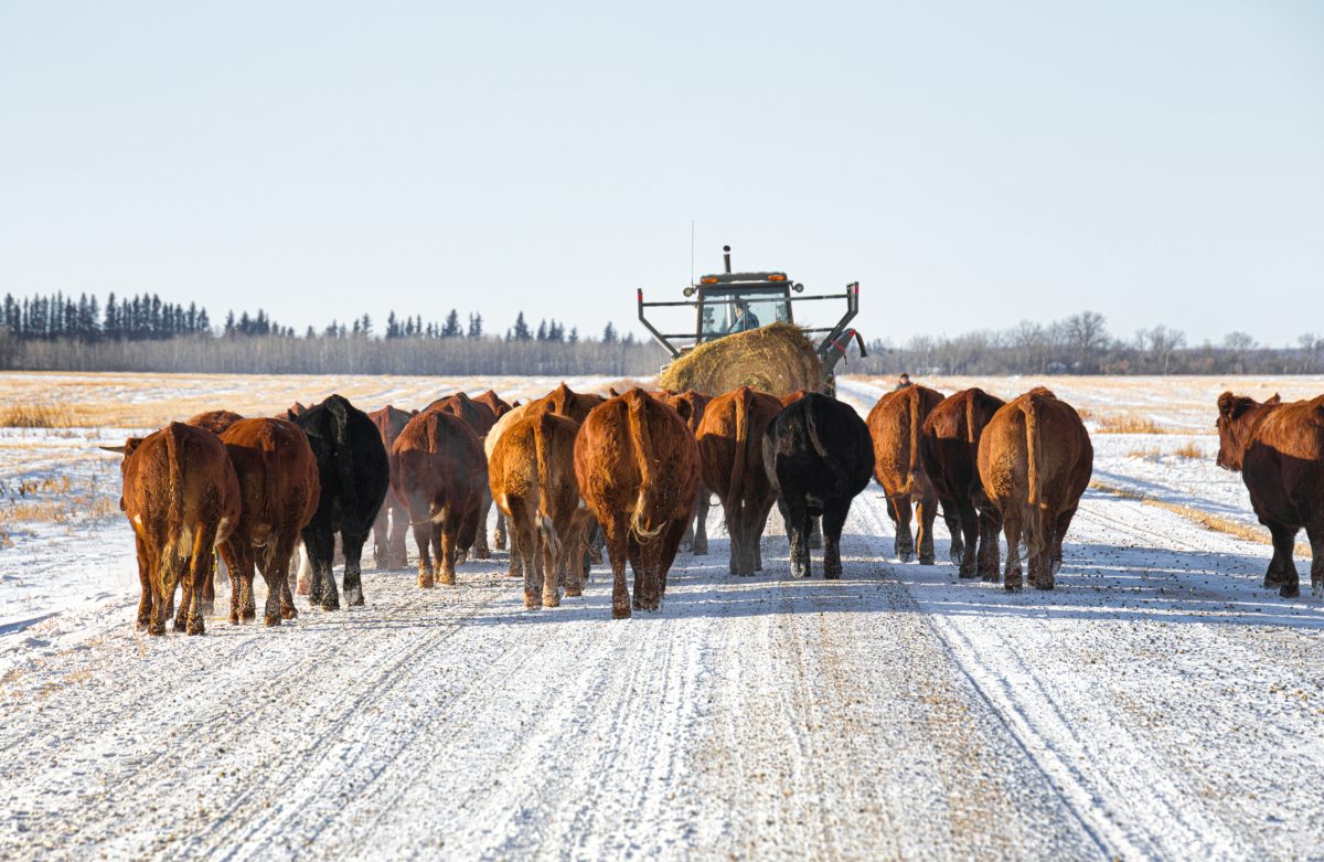 Image for U.S. livestock: CME cattle tick lower in thin pre-holiday trade