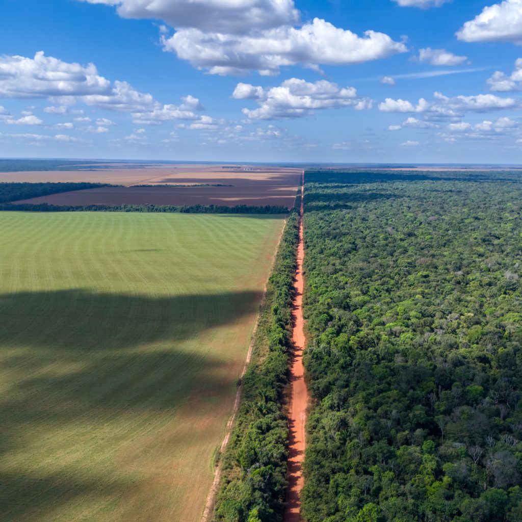 Huge soybean crop in a deforested area of ​​the Amazon rainforest in Mato Grosso, Brazil. Deforestation for agriculture farms bordering the Xingu Indigenous Park.