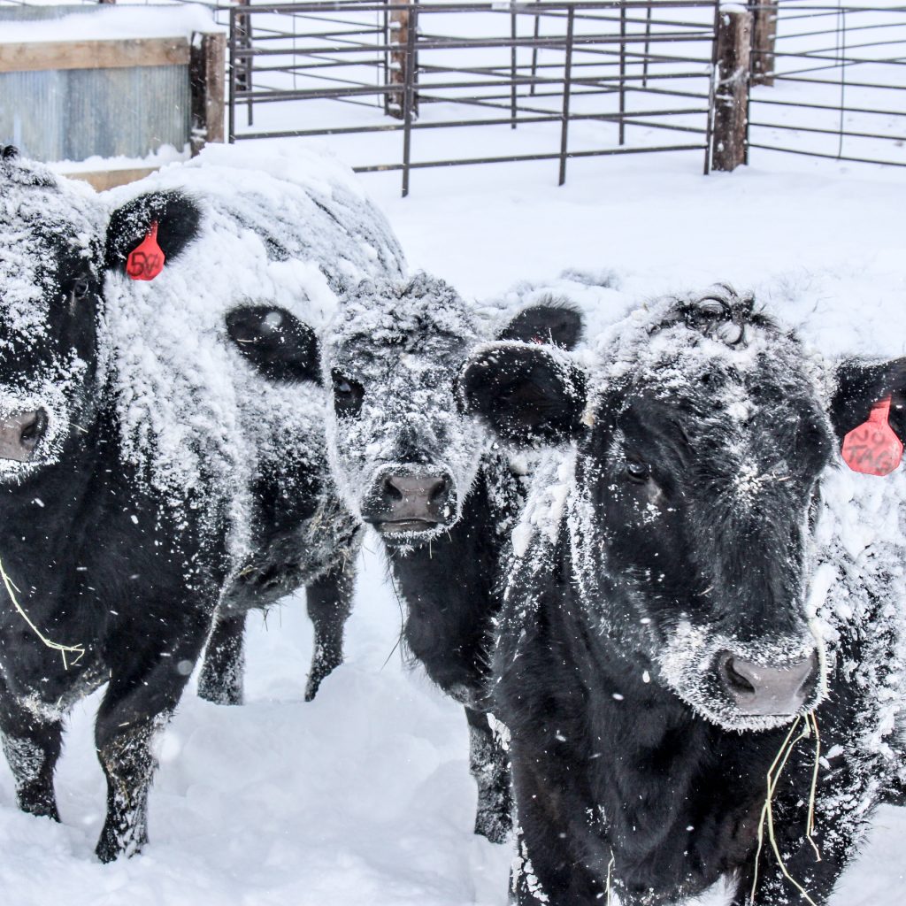 Black Angus cattle wait out a winter snow storm in the Northern Plains.