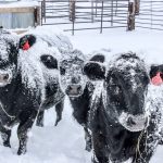 Black Angus cattle wait out a winter snow storm in the Northern Plains.