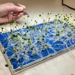 germination test of canola seedlings at BrettYoung Seeds on Dec. 16, 2025. photo: Greg Berg