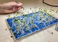 germination test of canola seedlings at BrettYoung Seeds on Dec. 16, 2025. photo: Greg Berg