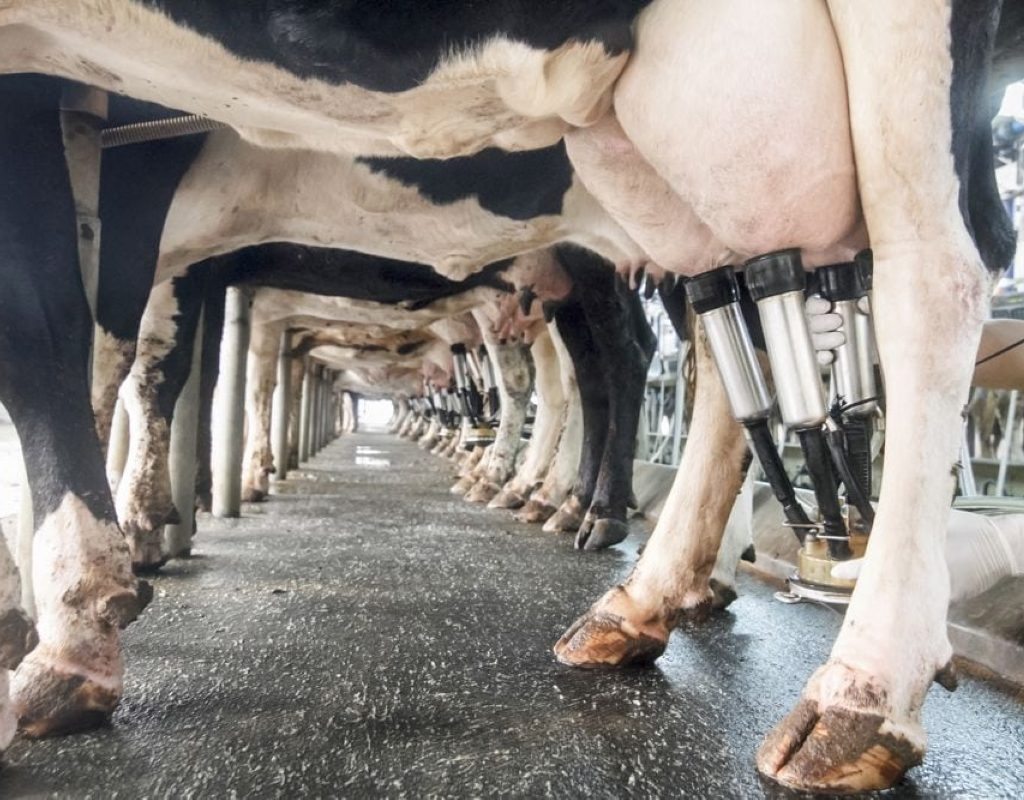Cattle lined up in a milk parlour with milking machines attached to their udders.