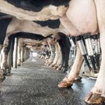 Cattle lined up in a milk parlour with milking machines attached to their udders.