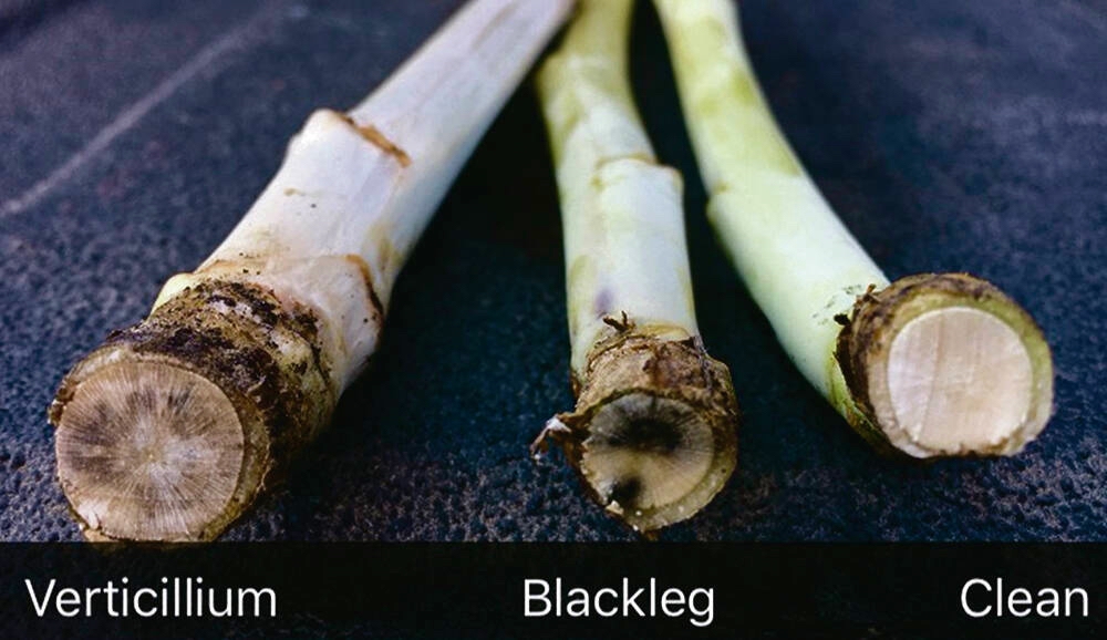 canola stem samples showing symptoms of verticillium and blackleg