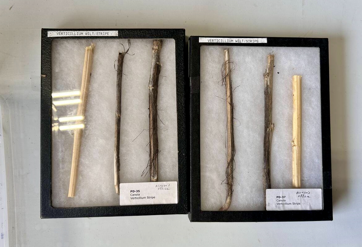 Canola stems display varying symptoms of verticillium stripe