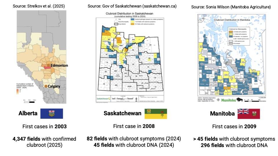 provincial maps showing clubroot cases across the western prairies