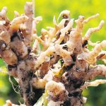clubroot galls on a canola plant