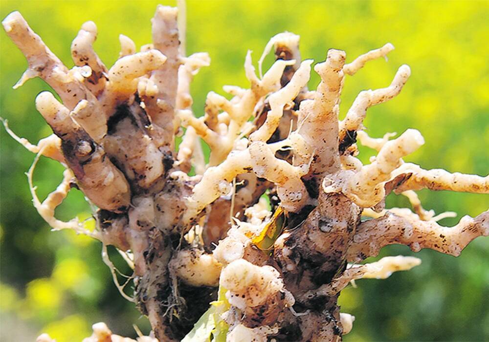 clubroot galls on a canola plant