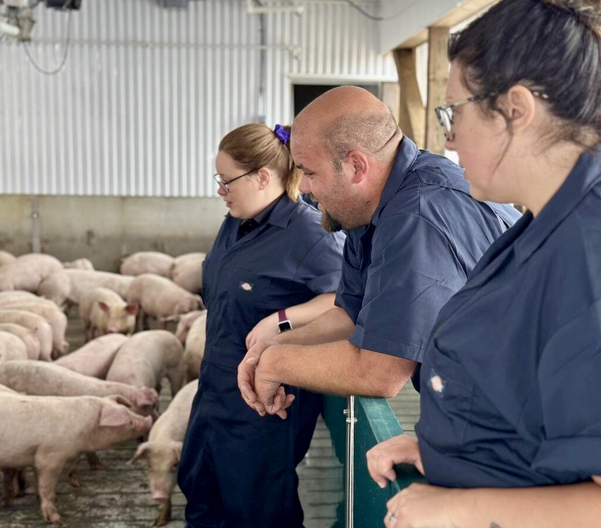 group of people observing pigs in a barn