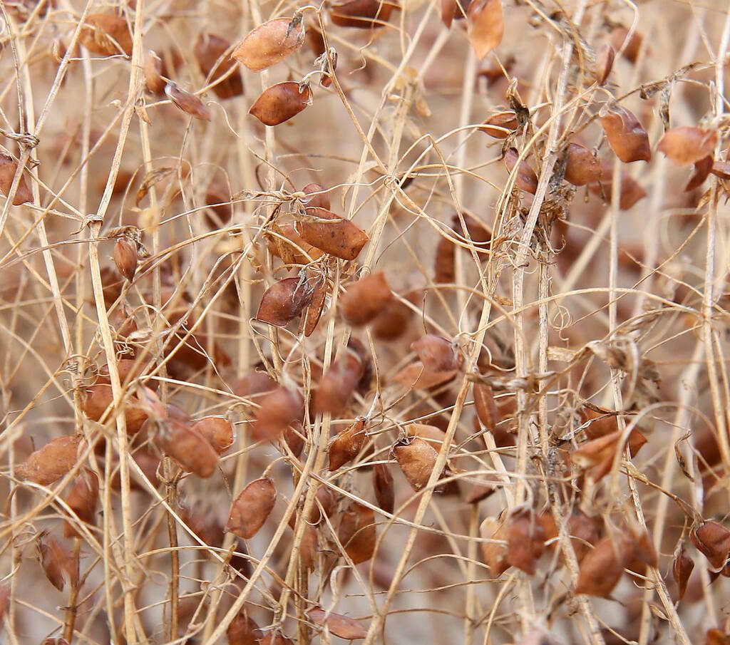 Red lentils will be among the pulses facing challenges in January. | Robin Booker photo