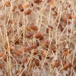 Red lentils will be among the pulses facing challenges in January. | Robin Booker photo
