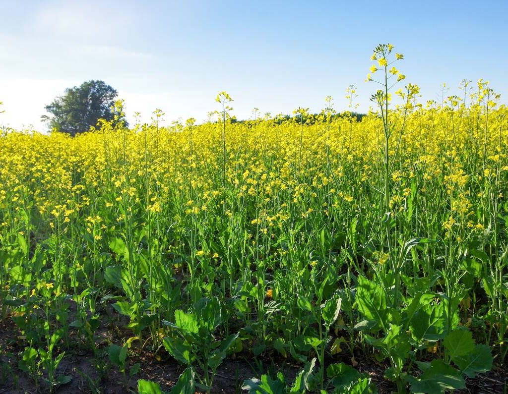 Canola blooms in mid-summer 2024 in central Manitoba.