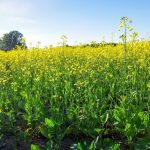 Canola blooms in mid-summer 2024 in central Manitoba.