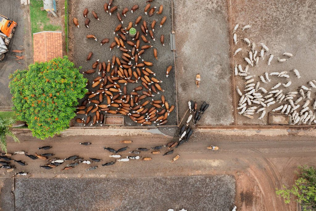 A drone image shows cattle entering a feedlot at CMA Farm in Barretos, Sao Paulo state, Brazil, December 4, 2025.
