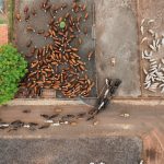 A drone image shows cattle entering a feedlot at CMA Farm in Barretos, Sao Paulo state, Brazil, December 4, 2025.