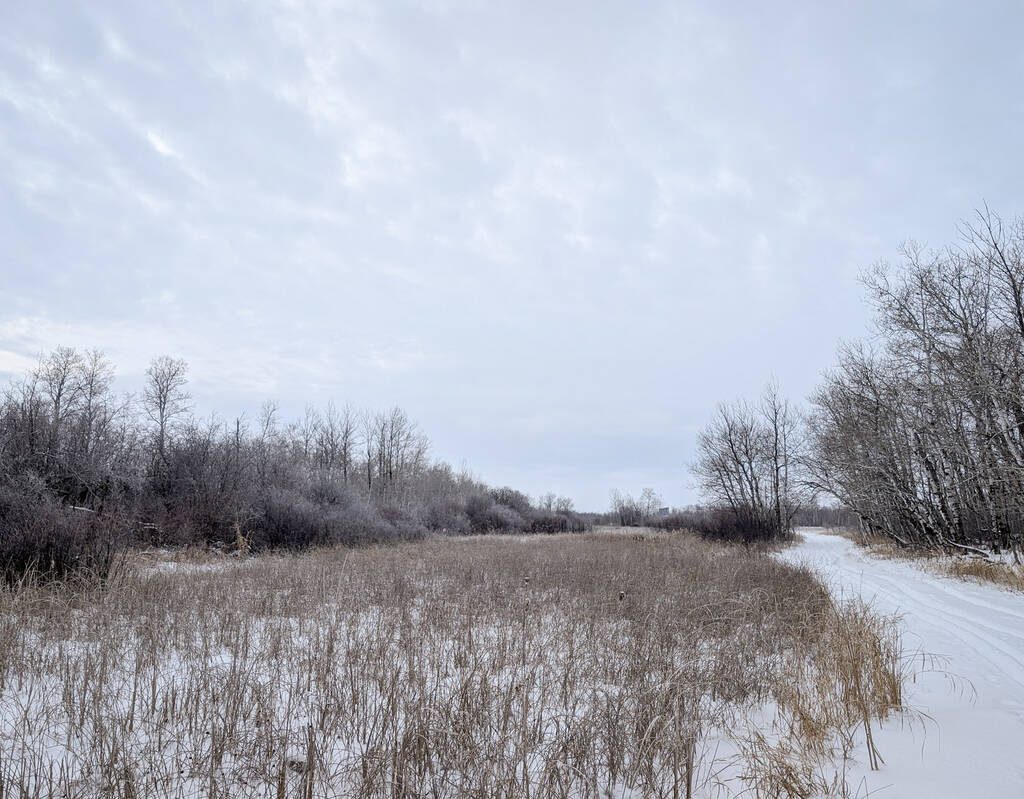 A snowy pasture scene in eastern Manitoba.