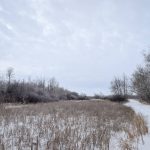 A snowy pasture scene in eastern Manitoba.