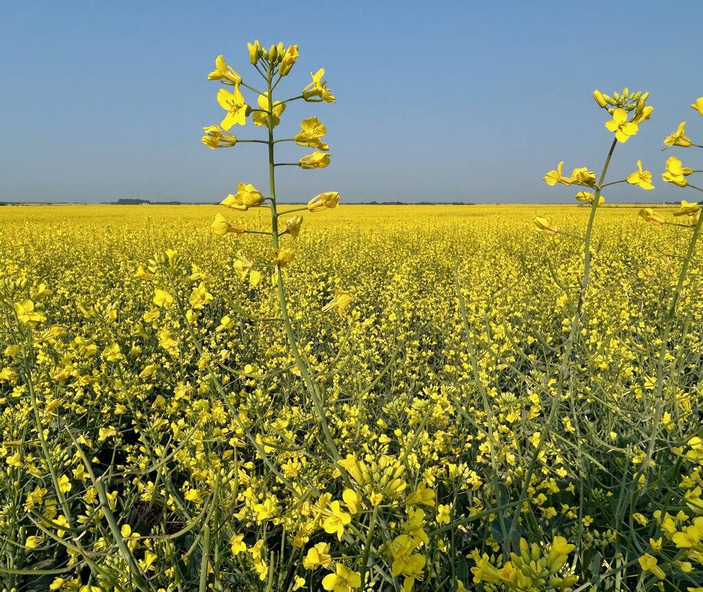 This year's canola crop should top 42 bushels per acre, as farmers in many regions of Western Canada are posting yields of 50-55 bu. per acre | File photo