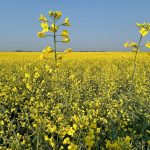 This year's canola crop should top 42 bushels per acre, as farmers in many regions of Western Canada are posting yields of 50-55 bu. per acre | File photo