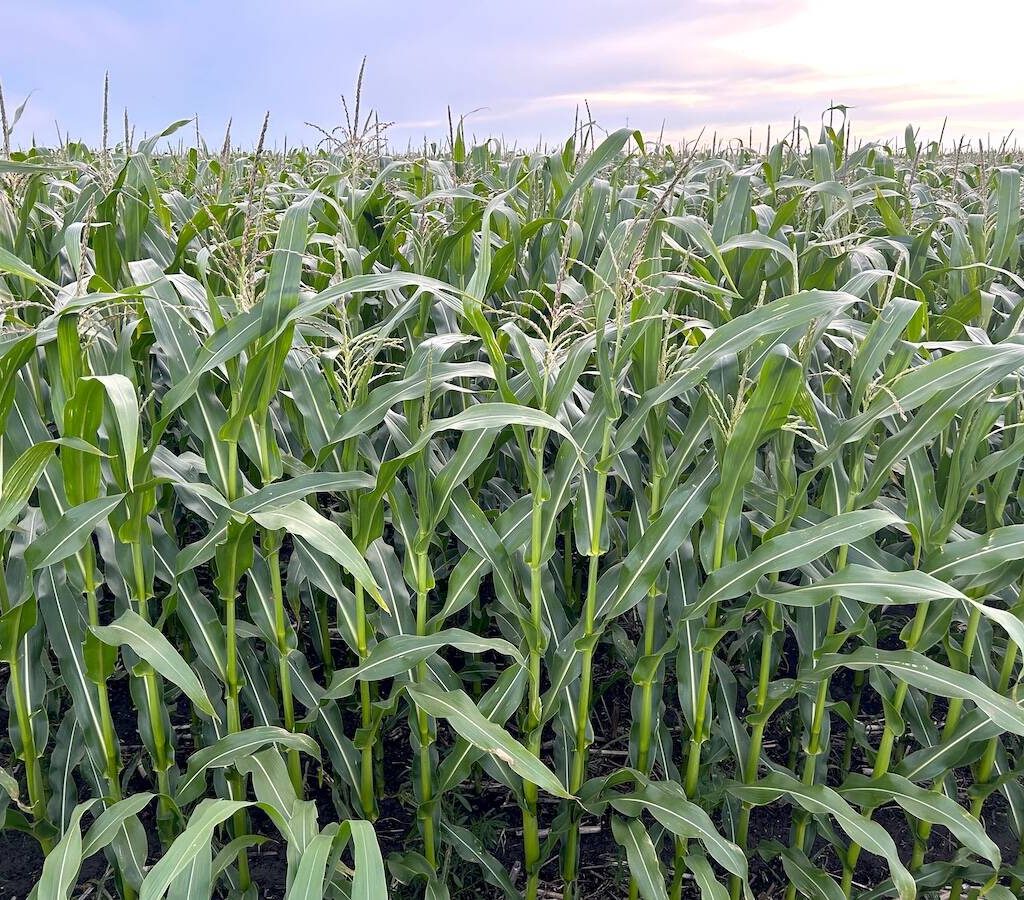 A crop of corn in Olds, Alberta in September 2025.