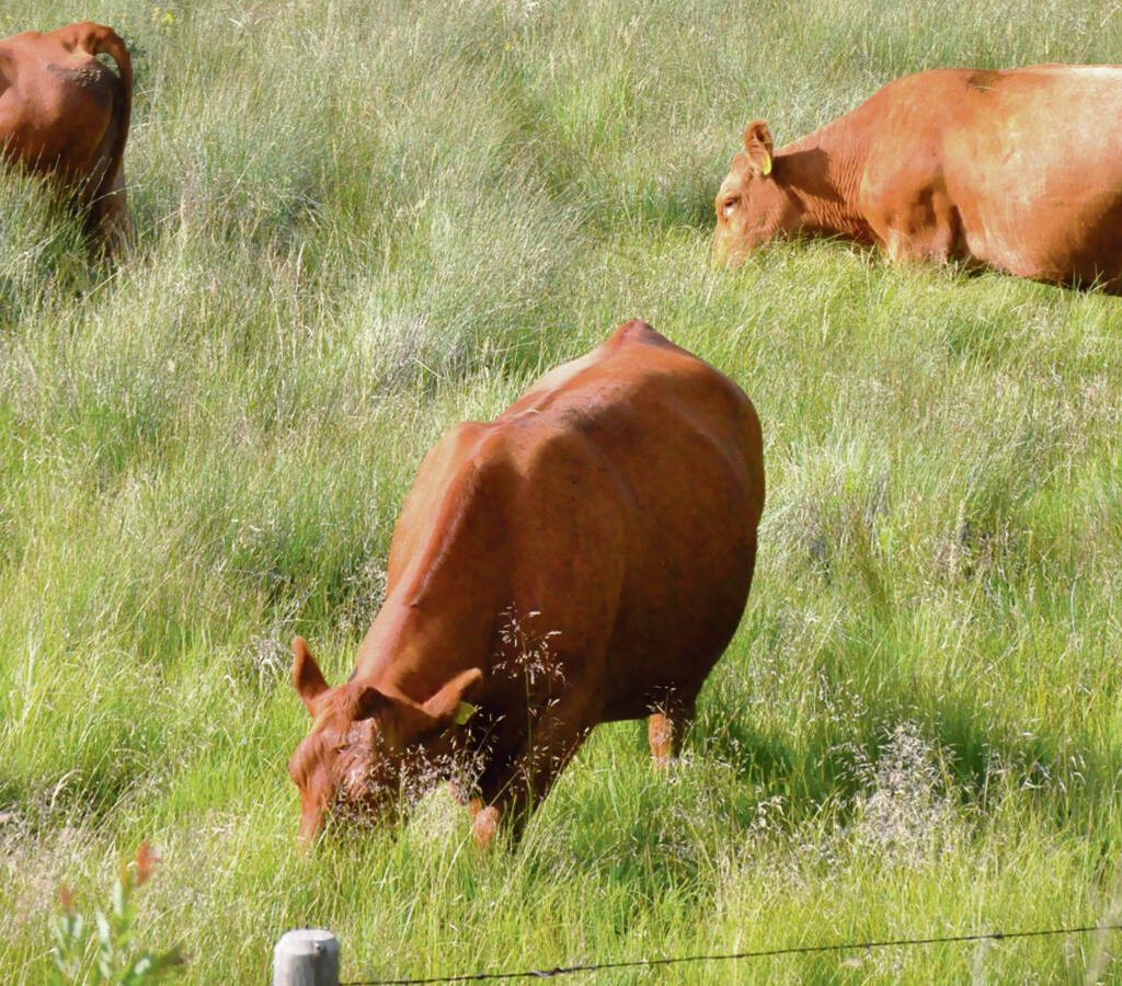 Red cattle graze in a green pasture.