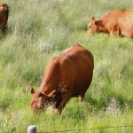 Red cattle graze in a green pasture.