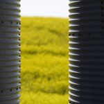 Steel granaries alongside a canola crop.