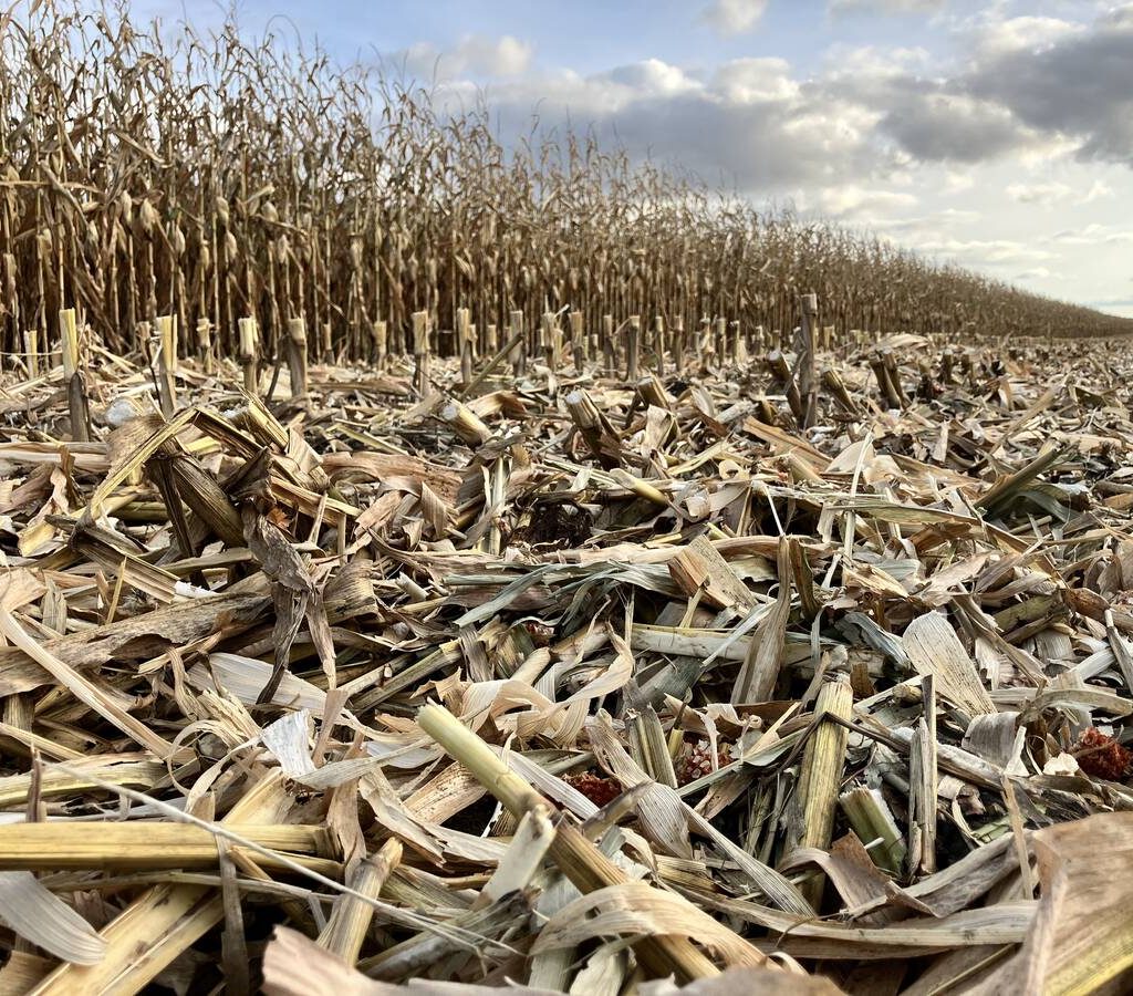 Half-harvest silage corn crop near St. Eustache, Manitoba, on October 28, 2025.