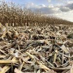 Half-harvest silage corn crop near St. Eustache, Manitoba, on October 28, 2025.