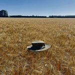 AAC Westking was one of the wheat varieties that Richard Cuthbert helped develop while at Agriculture Canada. The variety is shown here holding up a hat to highlight its strength and standability.