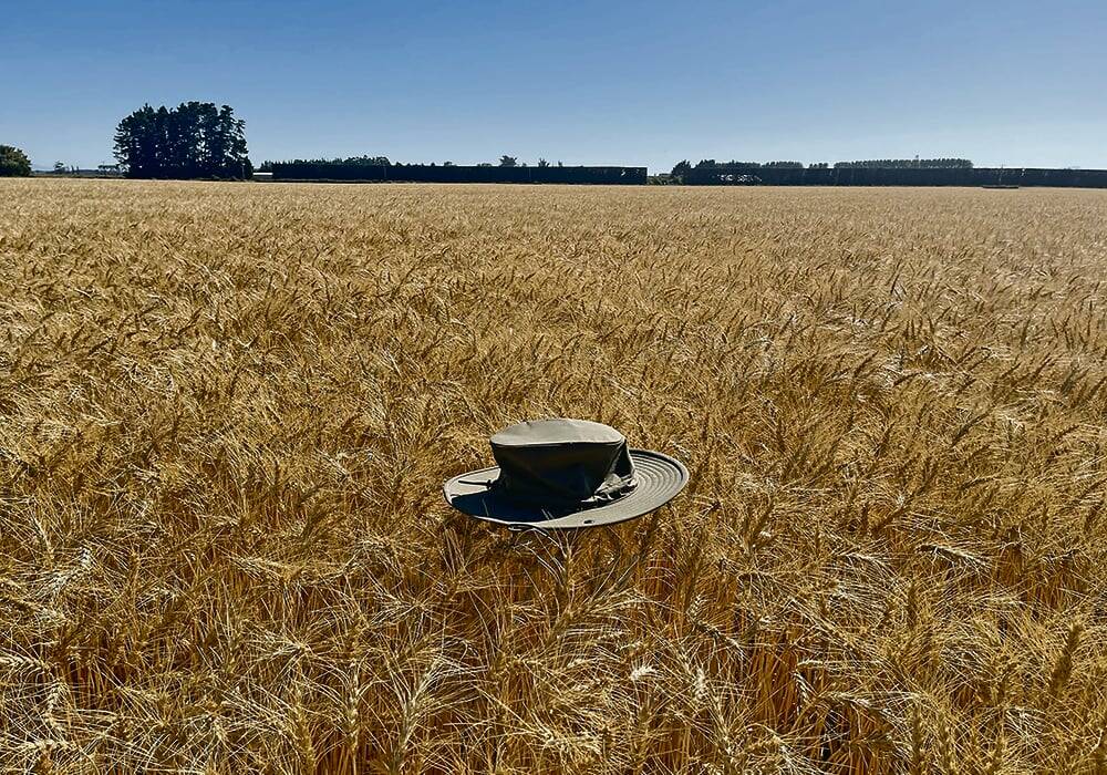 AAC Westking was one of the wheat varieties that Richard Cuthbert helped develop while at Agriculture Canada. The variety is shown here holding up a hat to highlight its strength and standability.