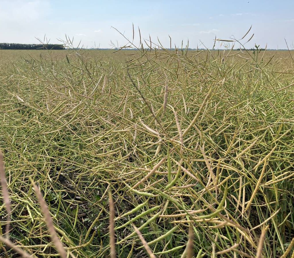 Pods ripen in a canola field near Selkirk, Man.