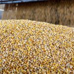 Photo: Alfribeiro/iStock/Getty Images