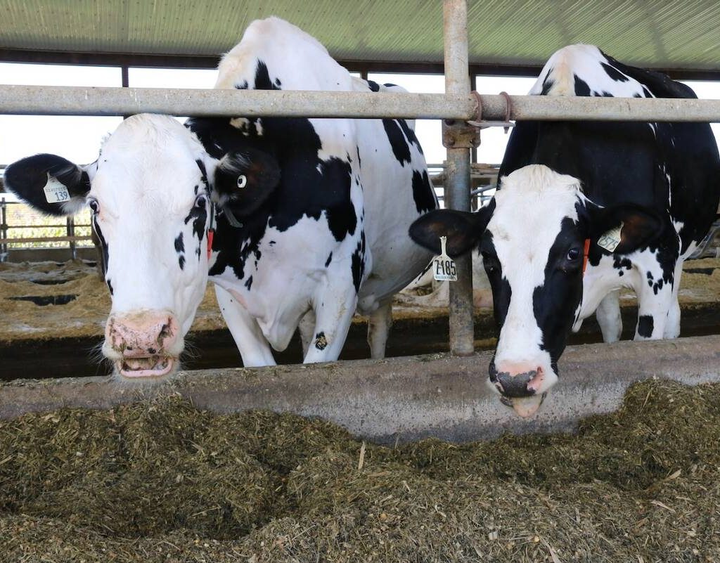 Dairy cows in a barn in Canada. Photo: File