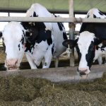 Dairy cows in a barn in Canada. Photo: File