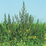 Kochia is among the herbicide-resistant weeds FMC Canada's 2026 crop protection lineup aims to control. File photo