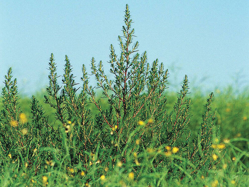 Kochia is among the herbicide-resistant weeds FMC Canada's 2026 crop protection lineup aims to control. File photo