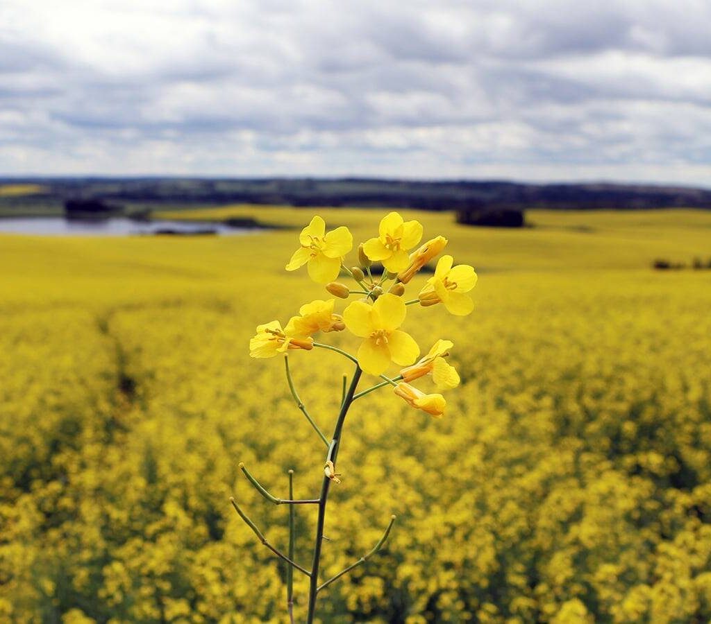 A close-up on a canola flower.