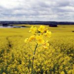 A close-up on a canola flower.