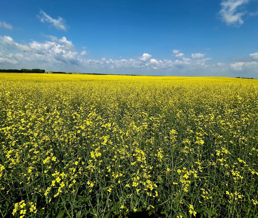A blooming canola field.