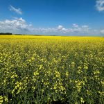 A blooming canola field.