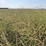 Pods ripen in a canola field near Selkirk, Manitoba in late August, 2024. | Greg Berg photo