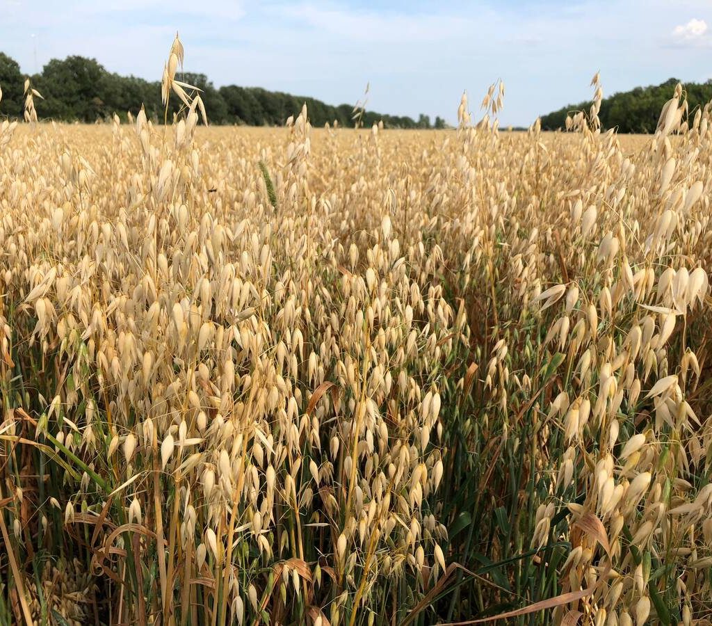 A large harvest combined with lower prices is likely see to fewer oats planted this spring. Photo: Greg Berg