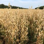 A large harvest combined with lower prices is likely see to fewer oats planted this spring. Photo: Greg Berg